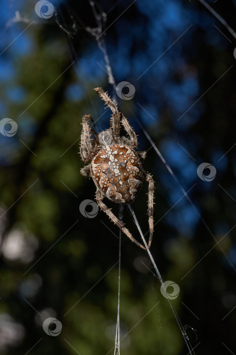 Скачать Паук-крестовник (лат. Araneus) находится в центре паутины. фотосток Ozero