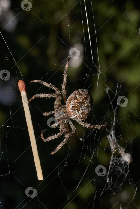 Скачать Паук-крестовник (лат. Araneus) находится в центре паутины. фотосток Ozero