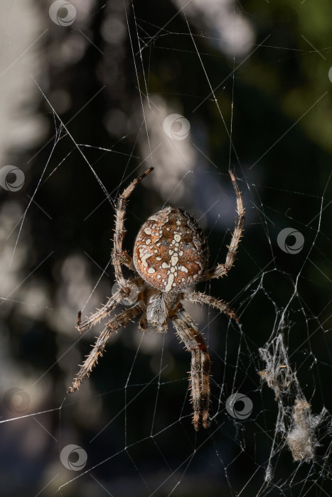 Скачать Паук-крестовник (лат. Araneus) находится в центре паутины. фотосток Ozero