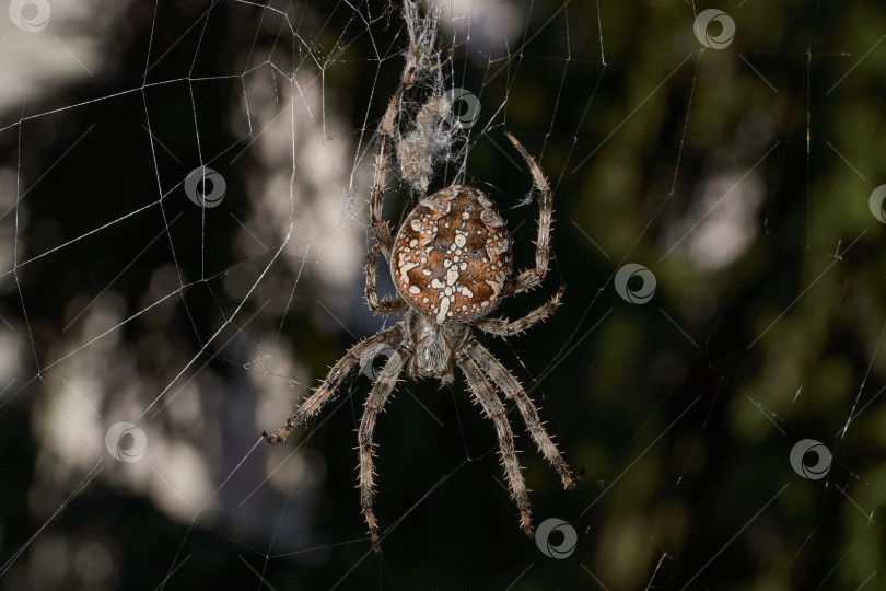 Скачать Паук-крестовник (лат. Araneus) находится в центре паутины. фотосток Ozero