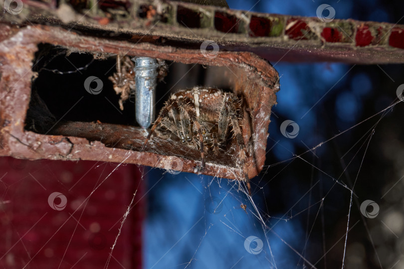 Скачать Паук-крестовик (лат. Araneus) сидит в своем укрытии. фотосток Ozero