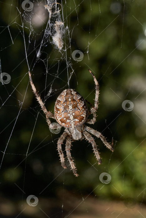 Скачать Паук-крестовник (лат. Araneus) находится в центре паутины. фотосток Ozero