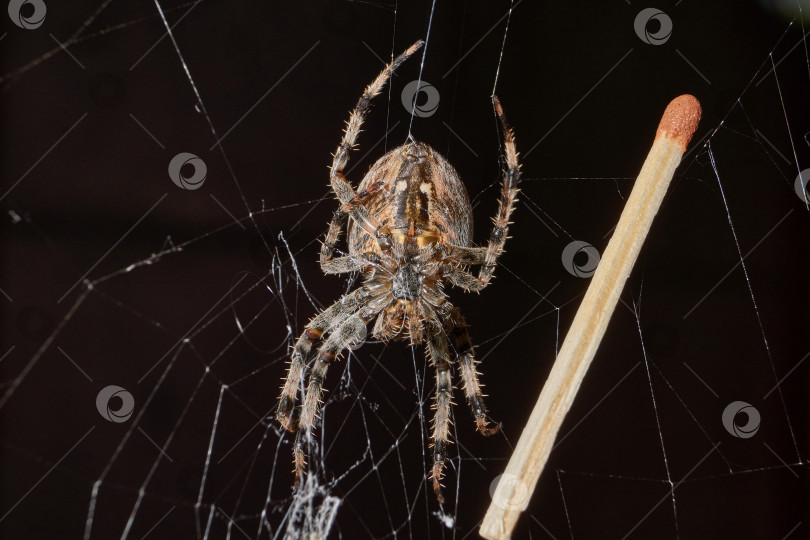 Скачать Паук-крестовник (лат. Araneus) находится в центре паутины. фотосток Ozero