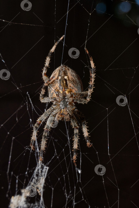 Скачать Паук-крестовник (лат. Araneus) находится в центре паутины. фотосток Ozero