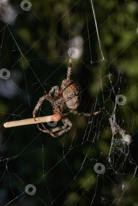 Скачать Паук-крестовник (лат. Araneus) находится в центре паутины. фотосток Ozero