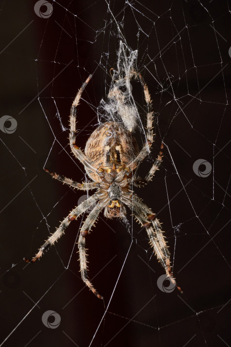 Скачать Паук-крестовник (лат. Araneus) находится в центре паутины. фотосток Ozero