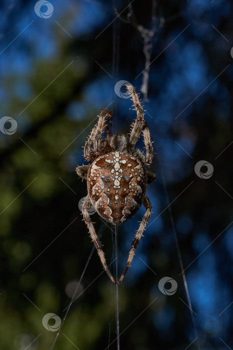 Скачать Паук-крестовник (лат. Araneus) находится в центре паутины. фотосток Ozero