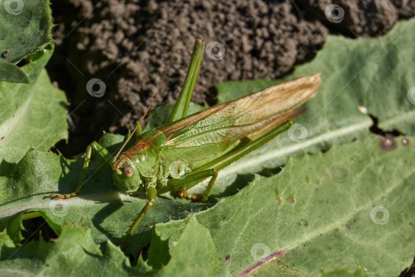 Скачать Зеленый кузнечик, или обыкновенный кузнечик (лат. Tettigonia viridissima). фотосток Ozero