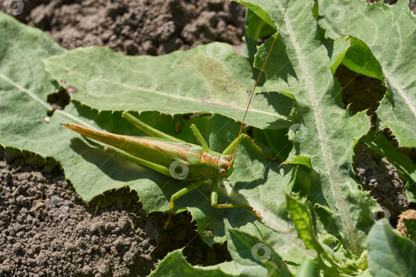 Скачать Зеленый кузнечик, или обыкновенный кузнечик (лат. Tettigonia viridissima). фотосток Ozero