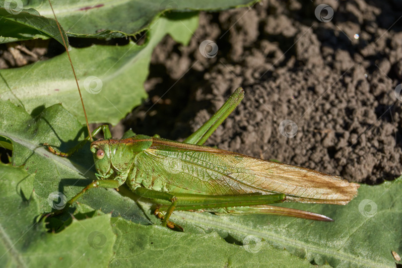 Скачать Зеленый кузнечик, или обыкновенный кузнечик (лат. Tettigonia viridissima). фотосток Ozero