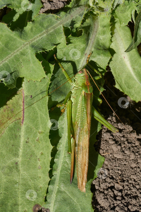 Скачать Зеленый кузнечик, или обыкновенный кузнечик (лат. Tettigonia viridissima). фотосток Ozero