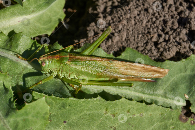 Скачать Зеленый кузнечик, или обыкновенный кузнечик (лат. Tettigonia viridissima). фотосток Ozero