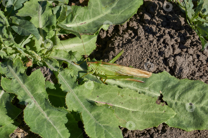 Скачать Зеленый кузнечик, или обыкновенный кузнечик (лат. Tettigonia viridissima). фотосток Ozero