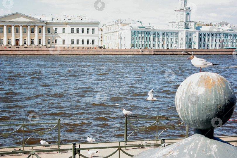 Скачать Чайки на воде фотосток Ozero