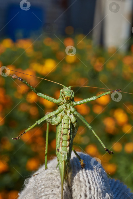 Скачать Зеленый кузнечик, или обыкновенный кузнечик (лат. Tettigonia viridissima). фотосток Ozero