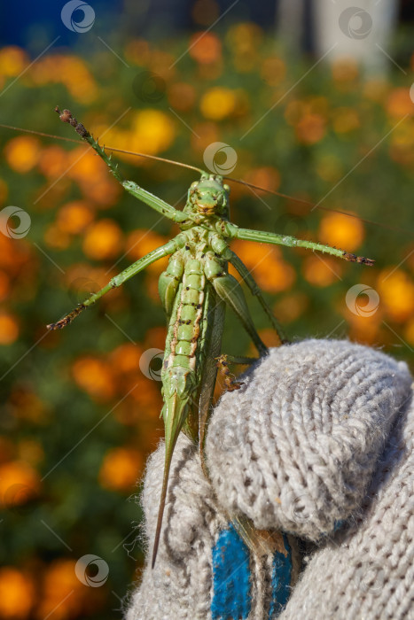 Скачать Зеленый кузнечик, или обыкновенный кузнечик (лат. Tettigonia viridissima). фотосток Ozero