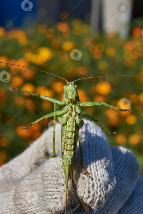 Скачать Зеленый кузнечик, или обыкновенный кузнечик (лат. Tettigonia viridissima). фотосток Ozero