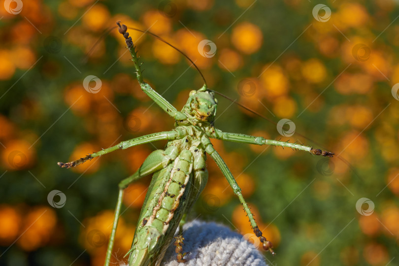 Скачать Зеленый кузнечик, или обыкновенный кузнечик (лат. Tettigonia viridissima). фотосток Ozero