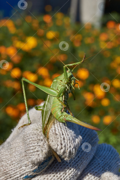 Скачать Зеленый кузнечик, или обыкновенный кузнечик (лат. Tettigonia viridissima). фотосток Ozero