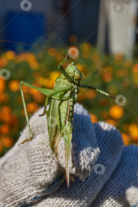 Скачать Зеленый кузнечик, или обыкновенный кузнечик (лат. Tettigonia viridissima). фотосток Ozero