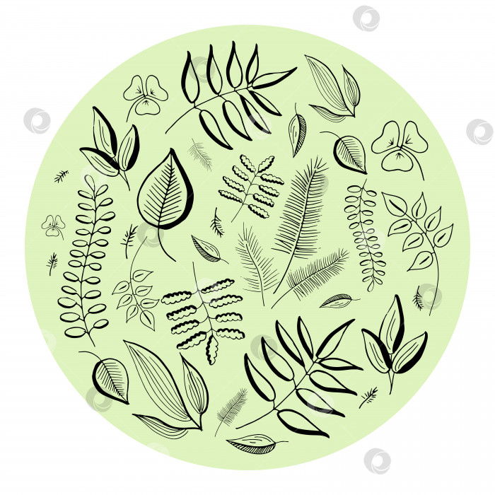 Скачать Нарисованные от руки векторные ботанические ветви, сучья и листья. Набор простых элементов цветочного дизайна фотосток Ozero