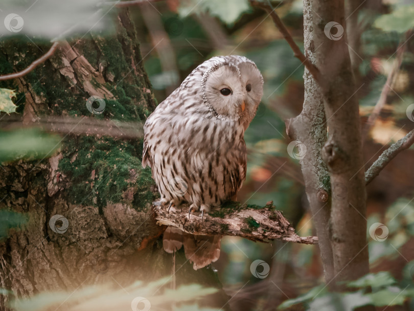 Скачать Красивая уральская сова, Strix uralensis фотосток Ozero