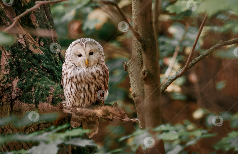 Скачать Красивая уральская сова, Strix uralensis фотосток Ozero