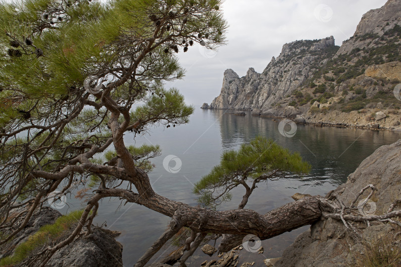 Скачать Сосна на краю скалы над морем. фотосток Ozero