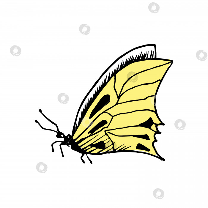 Скачать Набросок бабочки. Нарисованная от руки векторная иллюстрация. Выделено на белом фоне. фотосток Ozero