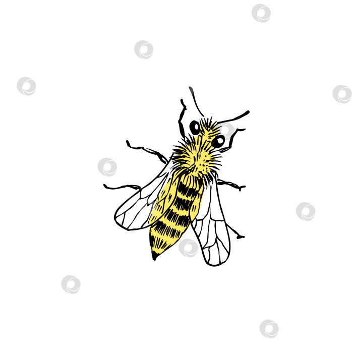 Скачать Набросок пчелы. Нарисованная от руки векторная иллюстрация. Выделено на белом фоне. Желтый и черный фотосток Ozero