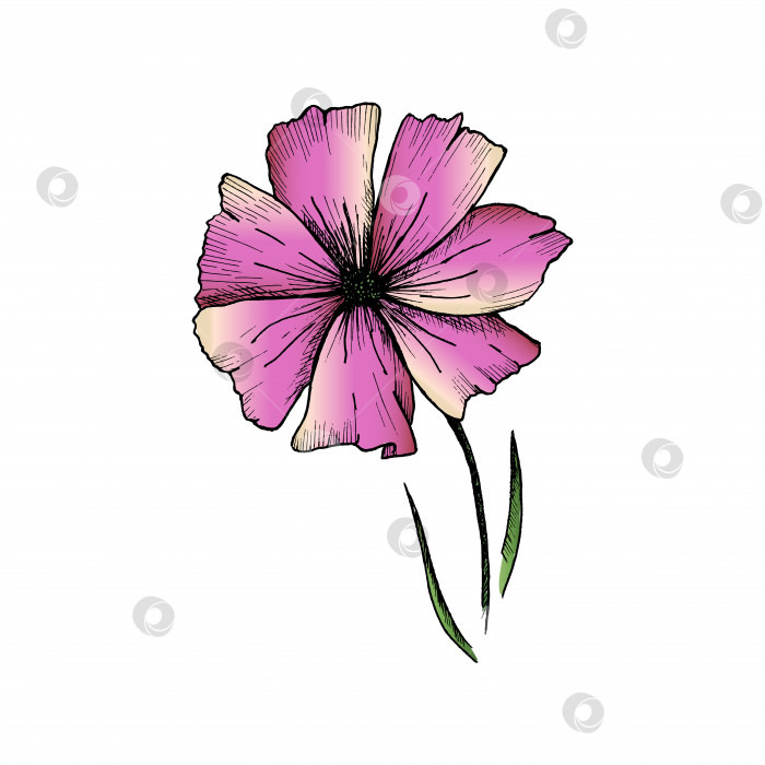 Скачать Цветочный набросок. Нарисованный от руки розовый цветок, выделенный на белом фоне. Векторная иллюстрация фотосток Ozero