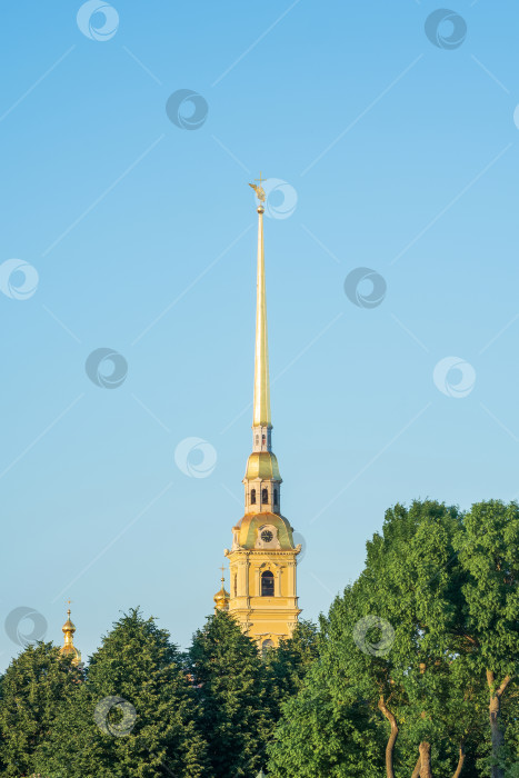 Скачать за кронами деревьев в Санкт-Петербурге виден шпиль Петропавловского собора фотосток Ozero