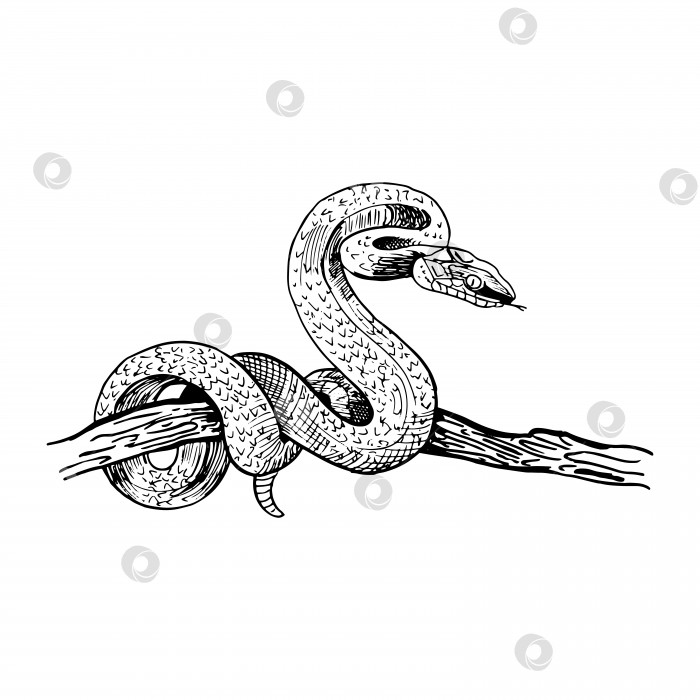 Скачать Змея на ветке дерева. Нарисованная от руки змея в стиле эскиза. Векторная иллюстрация, выделенная на белом фоне. фотосток Ozero