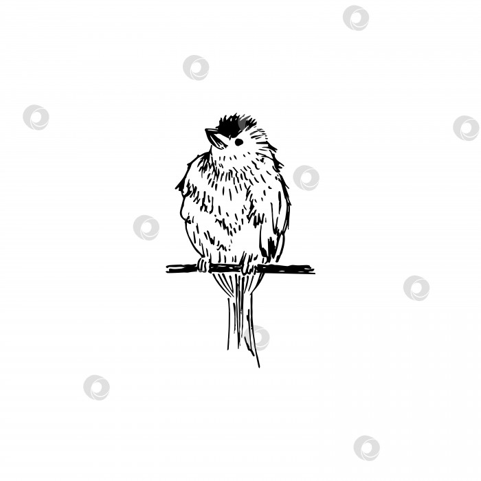 Скачать Набросок птицы. Нарисованная от руки векторная иллюстрация. Выделено на белом фоне. фотосток Ozero