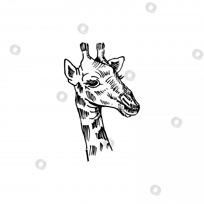 Скачать Набросок жирафа. Нарисованная от руки векторная иллюстрация. Выделено на белом фоне. фотосток Ozero