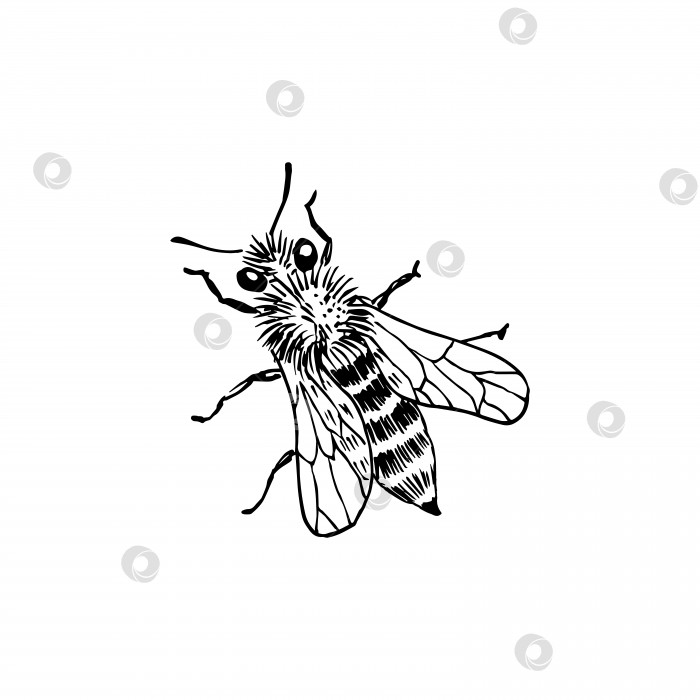 Скачать Набросок пчелы. Нарисованная от руки векторная иллюстрация. Выделено на белом фоне. фотосток Ozero
