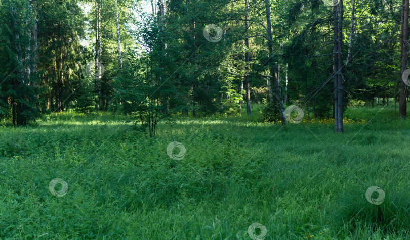 Скачать поляна в лесу с дикорастущими травами фотосток Ozero