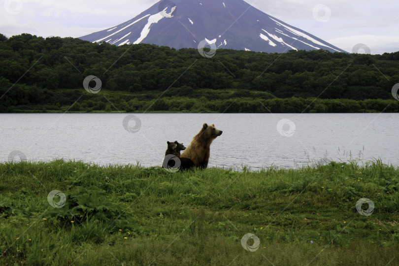 Скачать Пейзаж с медведями фотосток Ozero