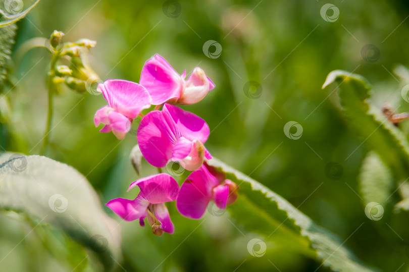 Скачать Душистый горошек (Lathyrus odoratus) - цветущее травянистое растение рода Lathyrus семейства бобовые (Fabaceae). фотосток Ozero