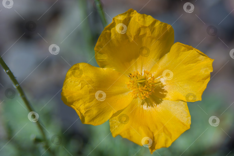 Скачать Полярный мак (Papaver radicatum) - многолетнее травянистое растение, вид рода Мак (Papaver) семейства Папаверовые. фотосток Ozero