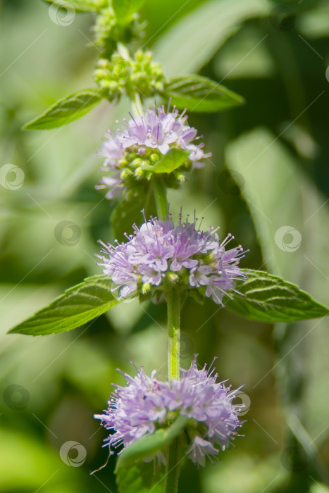 Скачать Пеннироял, или мята (Mentha pulegium) - многолетнее растение, вид рода Mentha семейства Ламиевые. фотосток Ozero