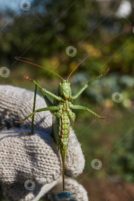 Скачать Зеленый кузнечик, или обыкновенный кузнечик (лат. Tettigonia viridissima). фотосток Ozero