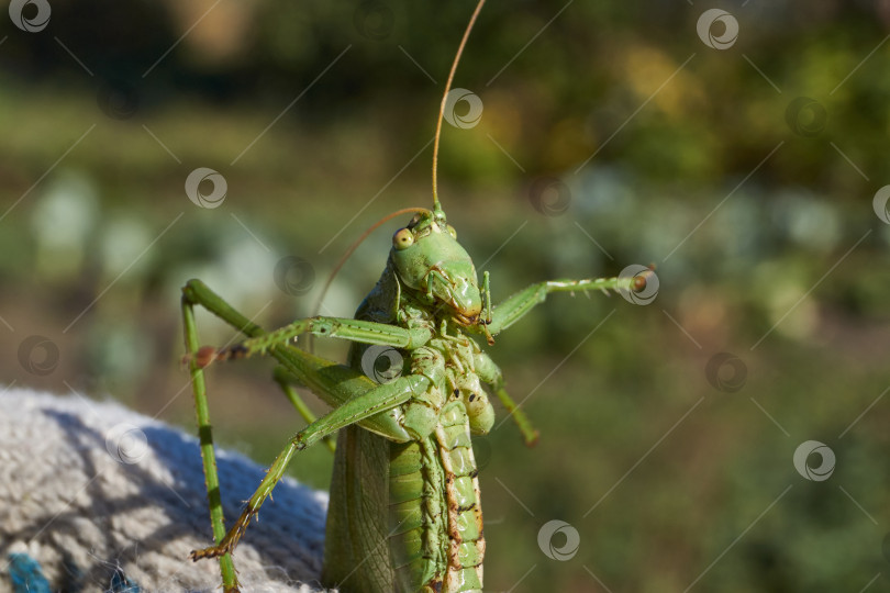 Скачать Зеленый кузнечик, или обыкновенный кузнечик (лат. Tettigonia viridissima). фотосток Ozero