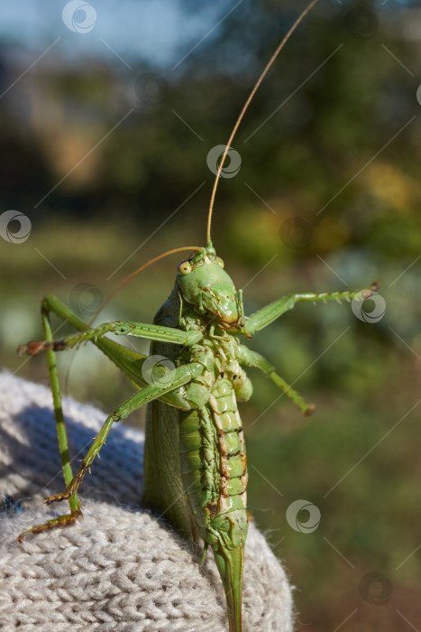 Скачать Зеленый кузнечик, или обыкновенный кузнечик (лат. Tettigonia viridissima). фотосток Ozero