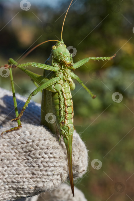 Скачать Зеленый кузнечик, или обыкновенный кузнечик (лат. Tettigonia viridissima). фотосток Ozero