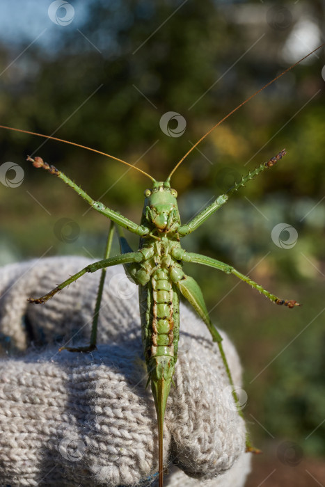 Скачать Зеленый кузнечик, или обыкновенный кузнечик (лат. Tettigonia viridissima). фотосток Ozero