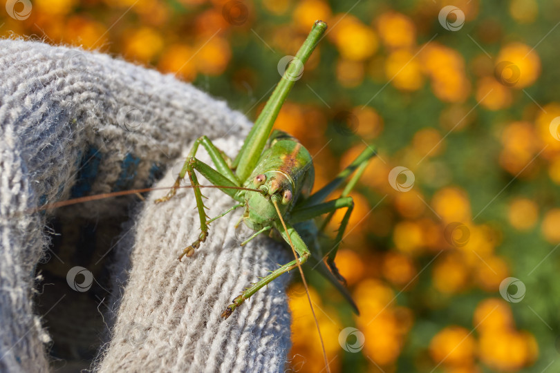 Скачать Зеленый кузнечик, или обыкновенный кузнечик (лат. Tettigonia viridissima). фотосток Ozero