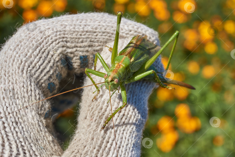 Скачать Зеленый кузнечик, или обыкновенный кузнечик (лат. Tettigonia viridissima). фотосток Ozero