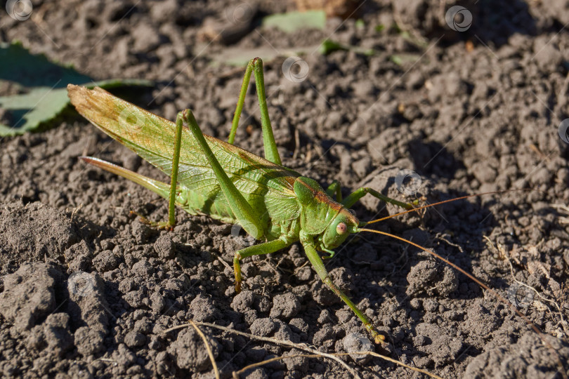 Скачать Зеленый кузнечик, или обыкновенный кузнечик (лат. Tettigonia viridissima). фотосток Ozero