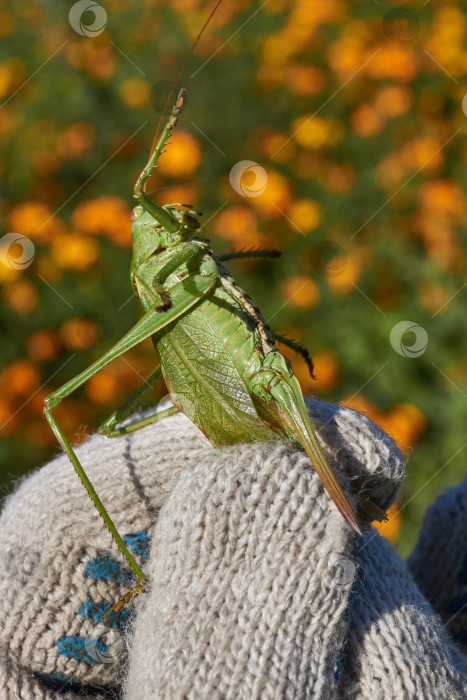 Скачать Зеленый кузнечик, или обыкновенный кузнечик (лат. Tettigonia viridissima). фотосток Ozero